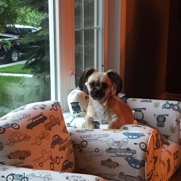 Meet your Posher, Shila - Picture 1 of 1